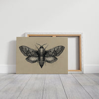 Vintage Moth Among Literary Spines