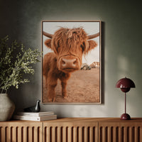 Sweet Stare from the Highland Pasture