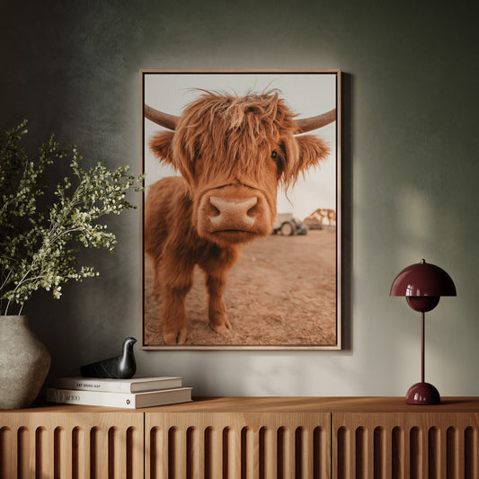 Sweet Stare from the Highland Pasture