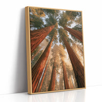 Cathedral of Redwoods
