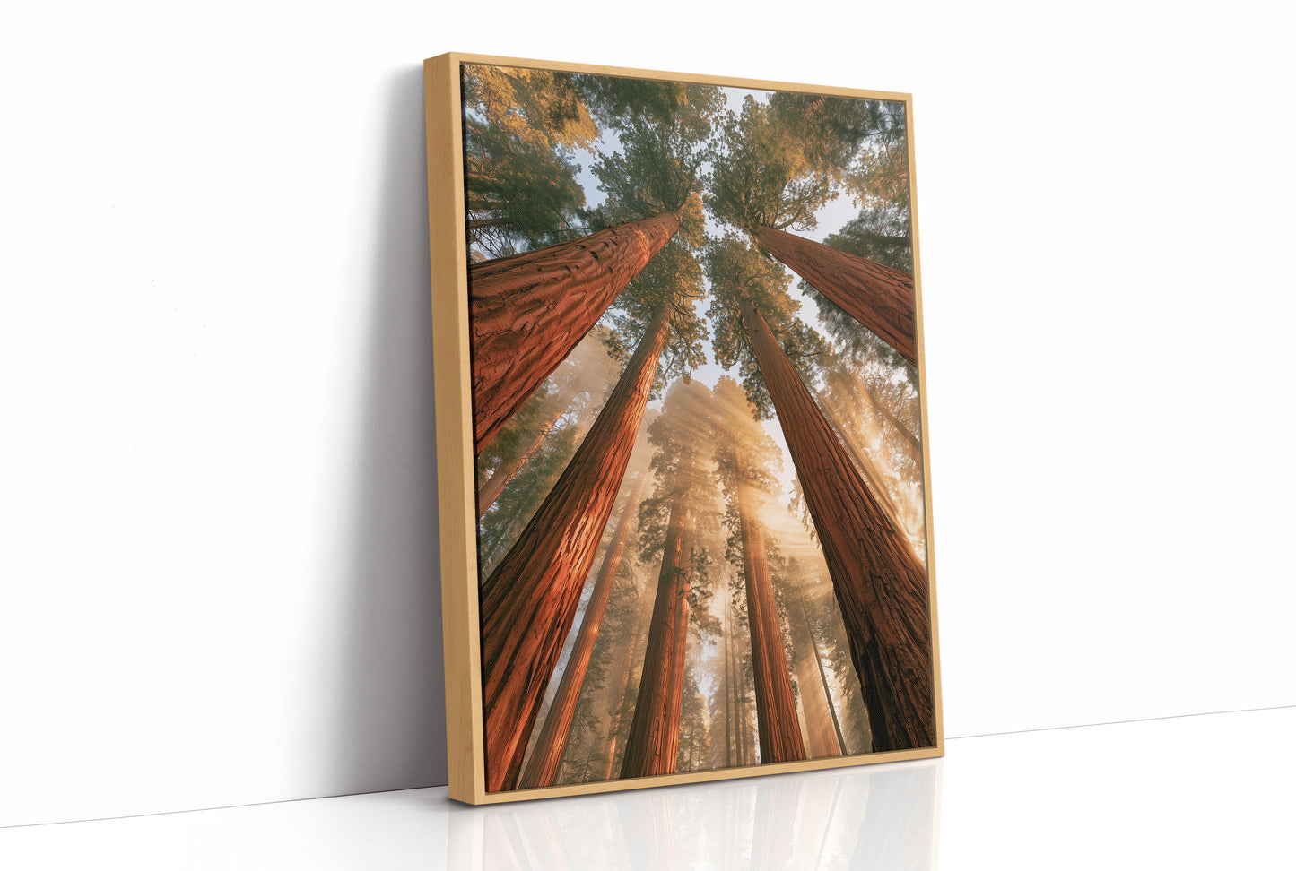 Cathedral of Redwoods