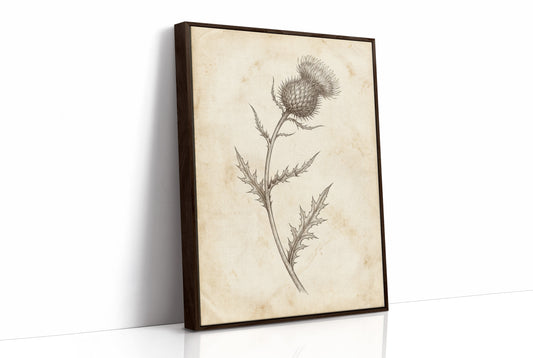 Thistle Study — Vintage Pen and Ink Botanical Print