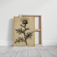 Thistle Study — Heavy Crosshatch Botanical Engraving