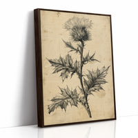 Thistle Study — Heavy Crosshatch Botanical Engraving