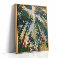 Sunlit Pines Rising