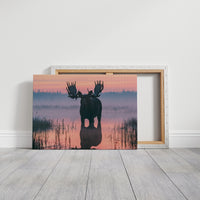 Bull Moose at First Light
