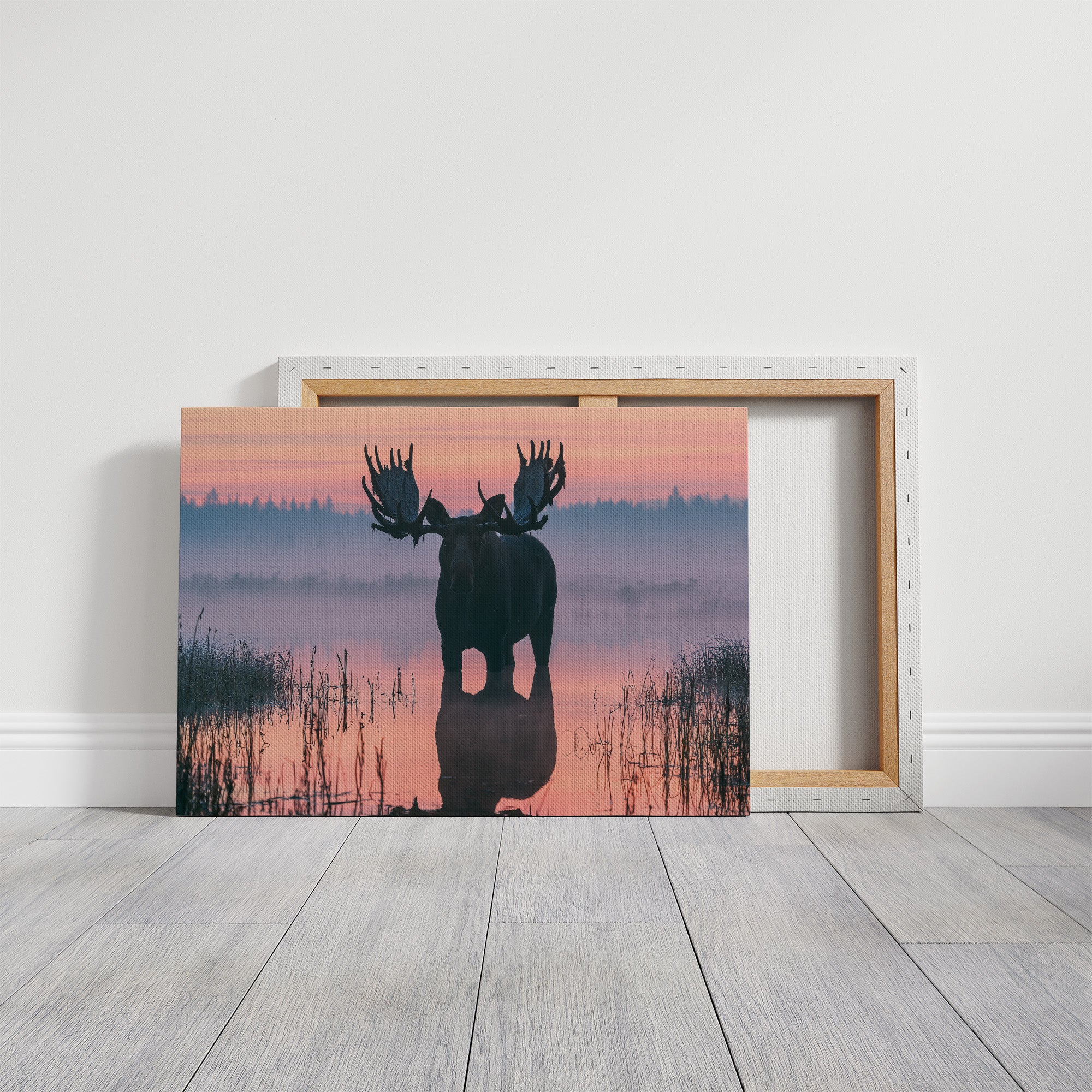 Bull Moose at First Light