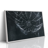 Web in the Shadows