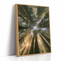 Redwoods and Sunburst