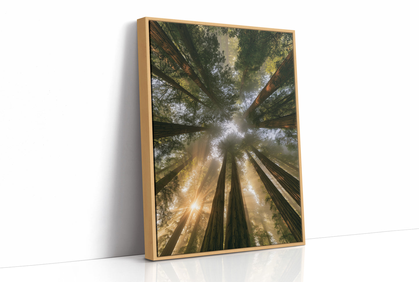 Redwoods and Sunburst