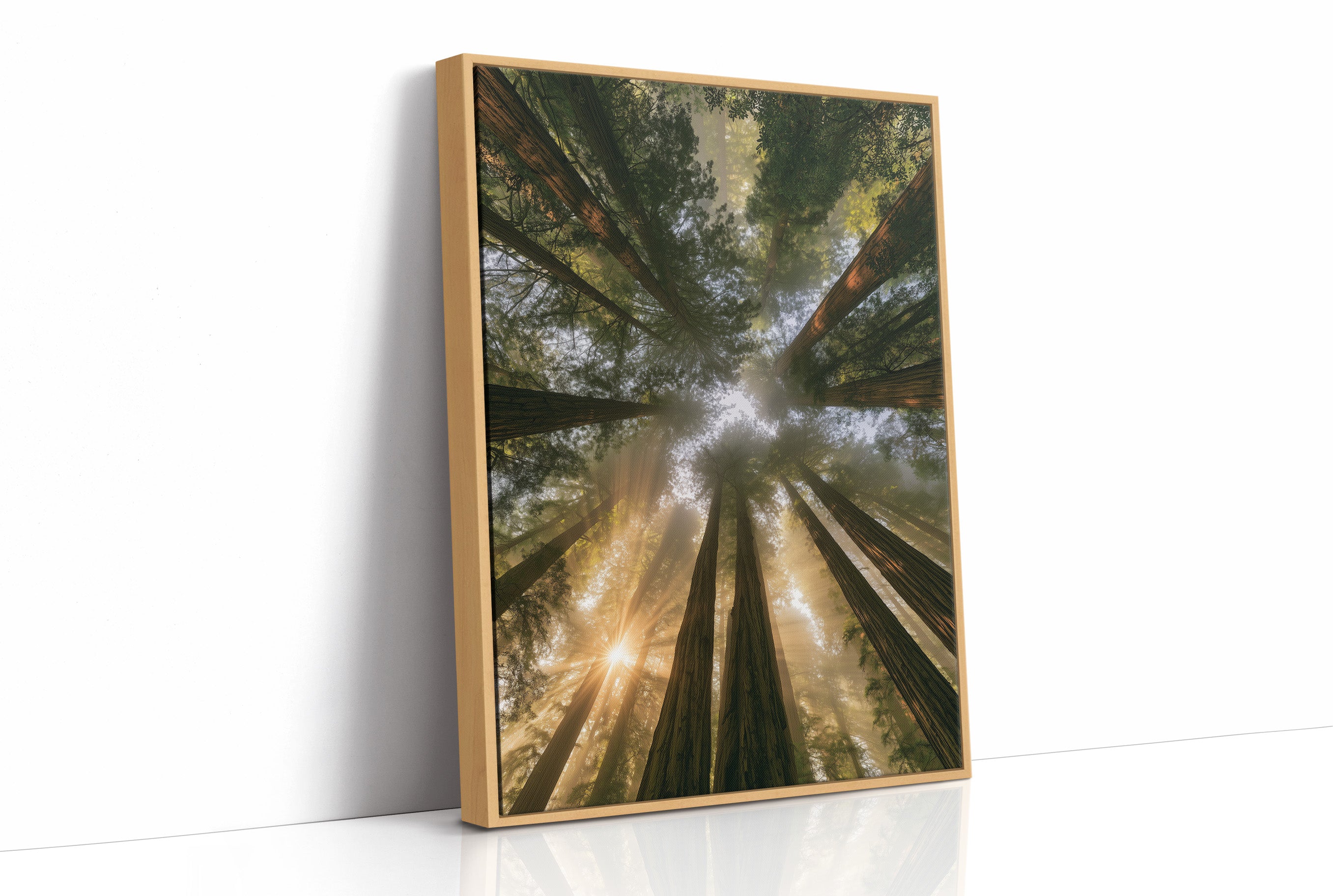 Redwoods and Sunburst