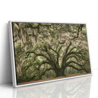 The Old Oak's Mossy Embrace