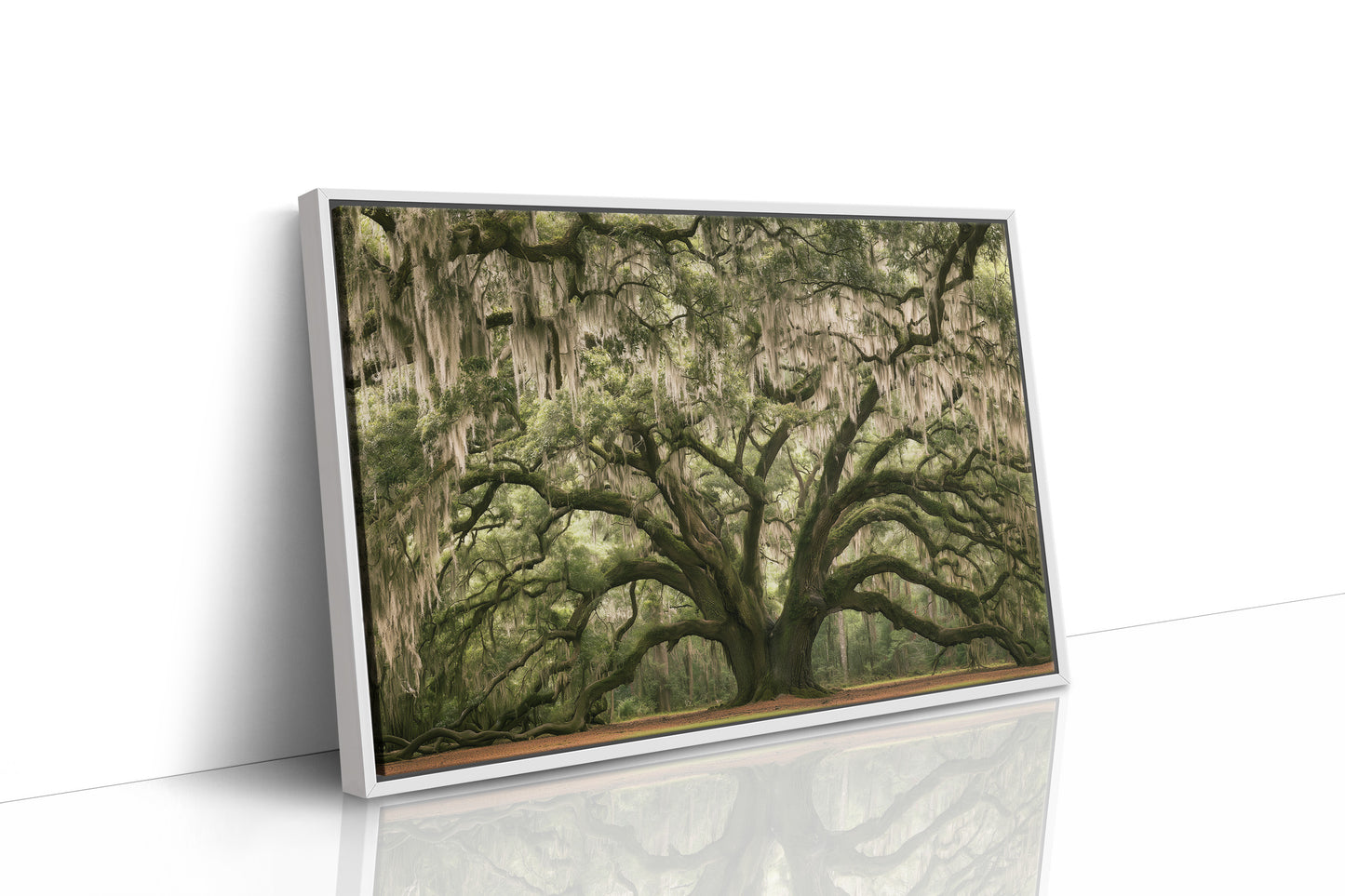 The Old Oak's Mossy Embrace