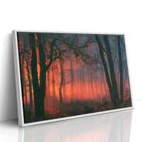 Forest Aglow In The Mist