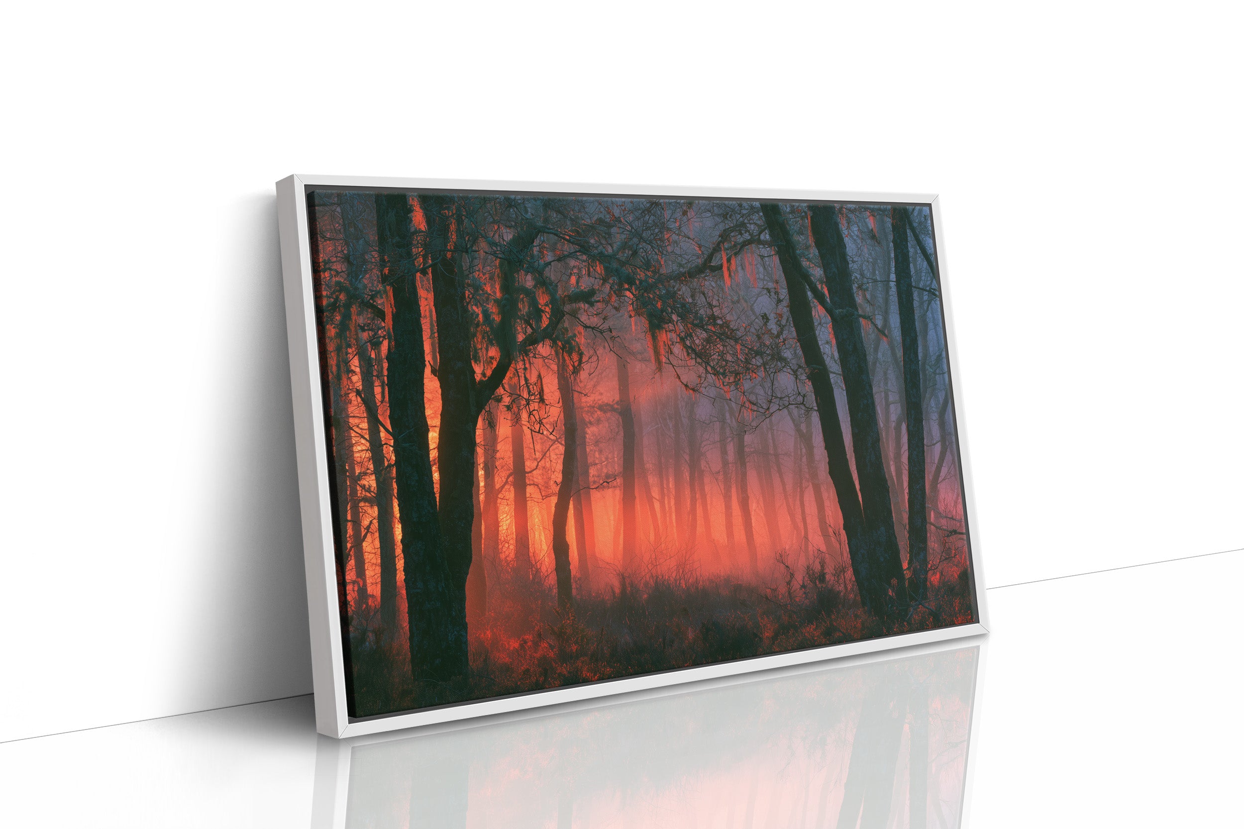Forest Aglow In The Mist
