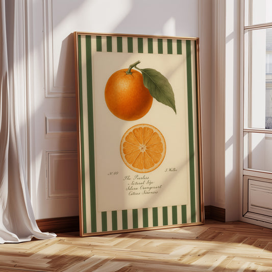 Vintage Orange Slice Botanical Study