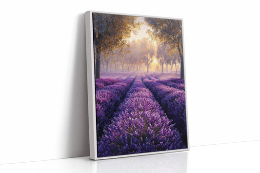 Lavender Fields in Golden Light