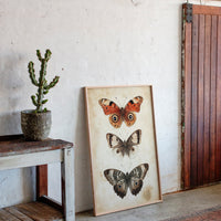 A Tapestry of Winged Wonders