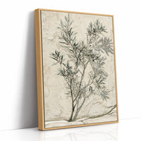 Olive Branch, Shadow on Plaster