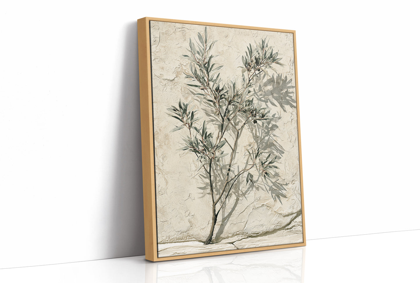 Olive Branch, Shadow on Plaster