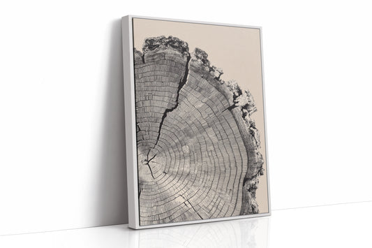 Cross-Section of Time
