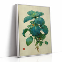 Basil Leaves Dance In Morning Light