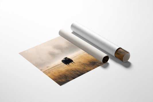 Lone Sheep Among Golden Fields