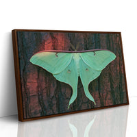 Luna Moth on Old Bark