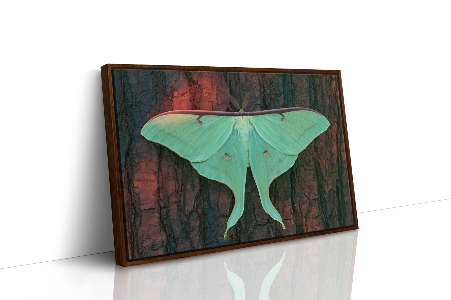 Luna Moth on Old Bark