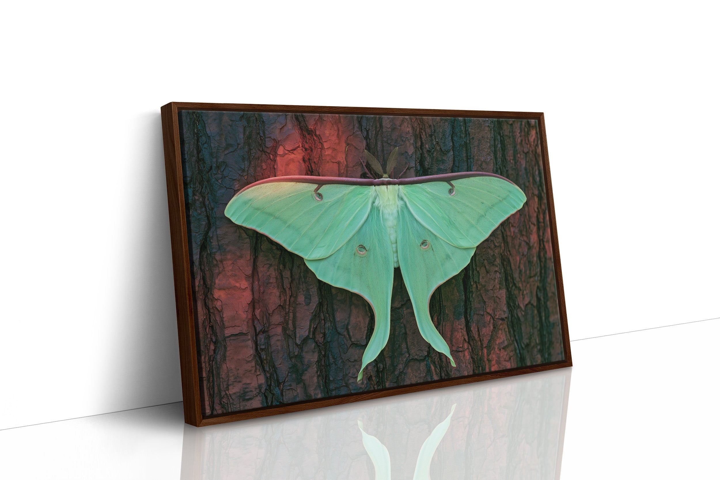 Luna Moth on Old Bark