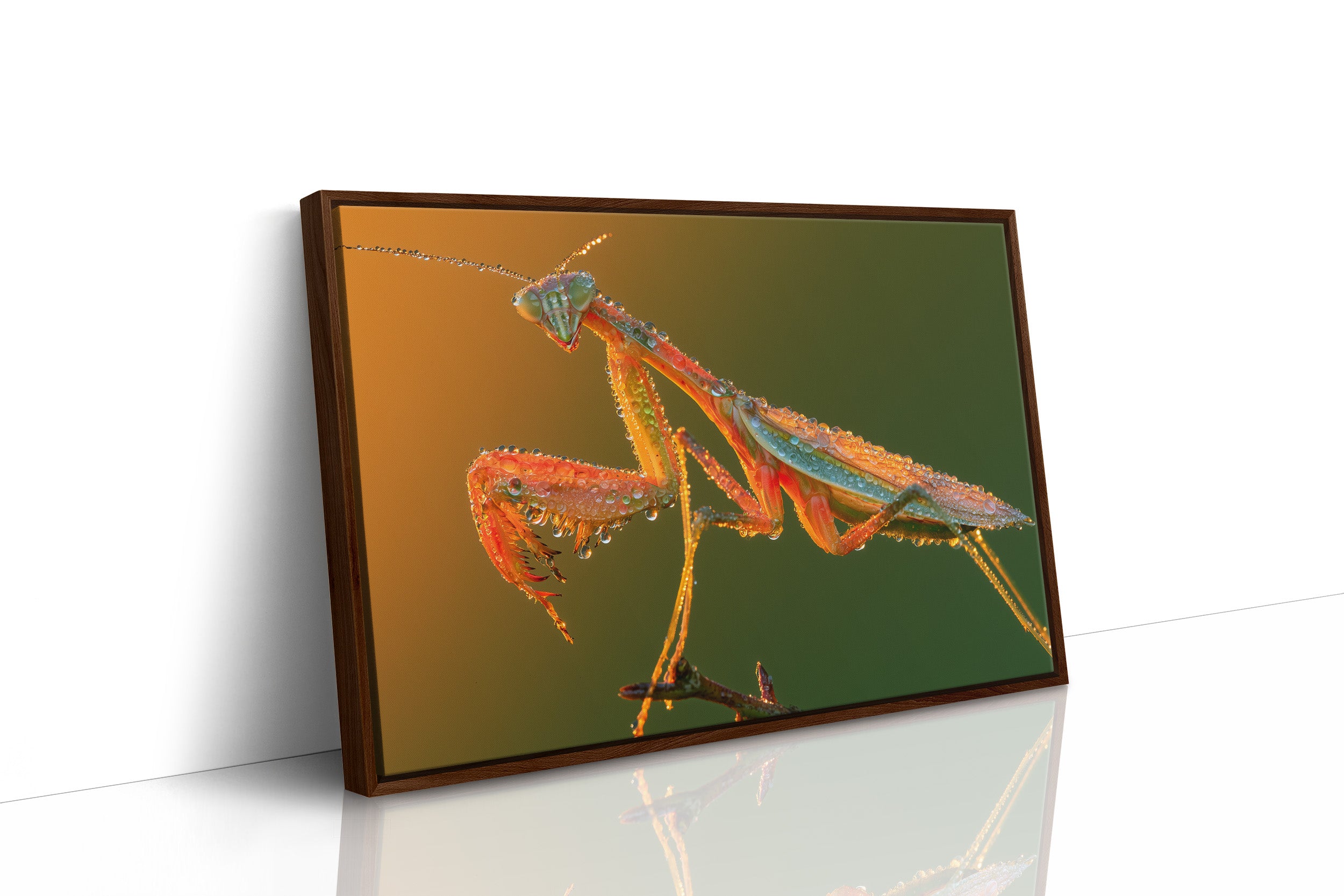 Dew-Kissed Mantis at Dawn