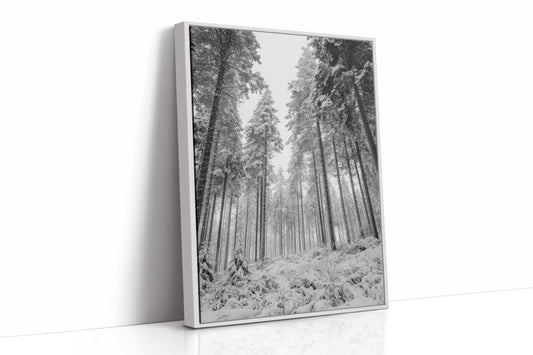 Beneath the Silent Canopy