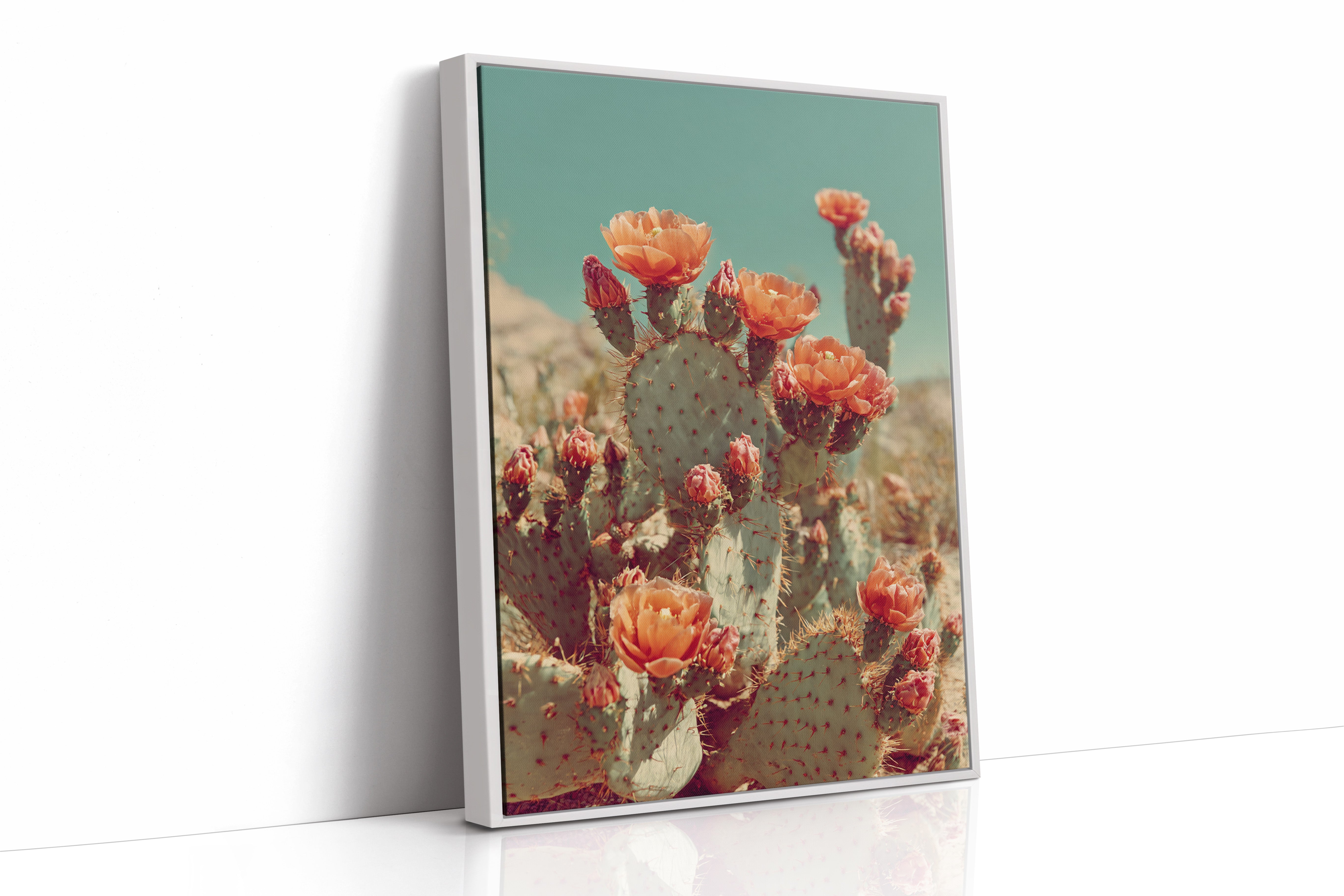 Desert Blooms in Radiant Sunlight