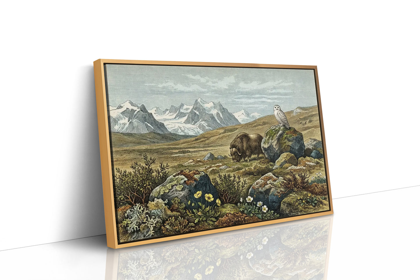 Tundra Watch, Owl and Musk Ox
