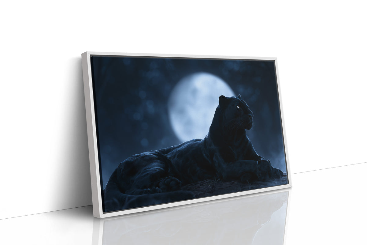 Night Owl, Technically Feline