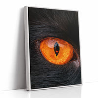 What the Cat's Eye Saw
