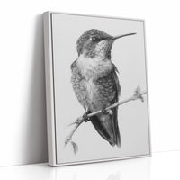 The Stillness of Feathered Grace