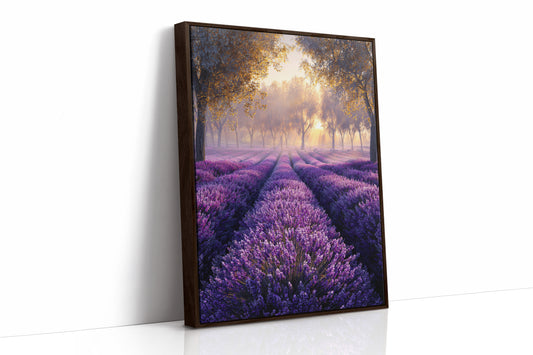 Lavender Fields in Golden Light