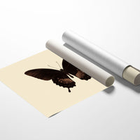 Dark Wings Against Ivory Canvas