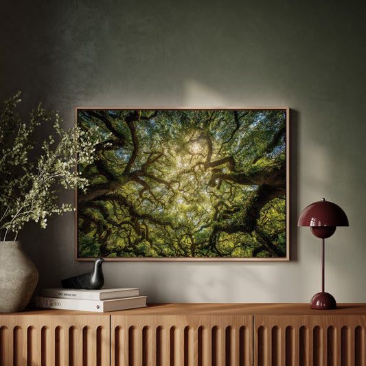 Ancient Oaks Weave Summer Light