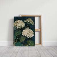 Hydrangeas After Dusk