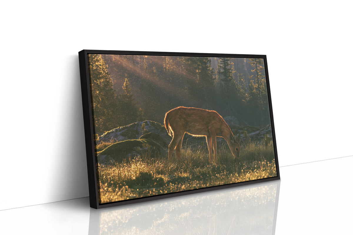 Grazing in the Golden Dew