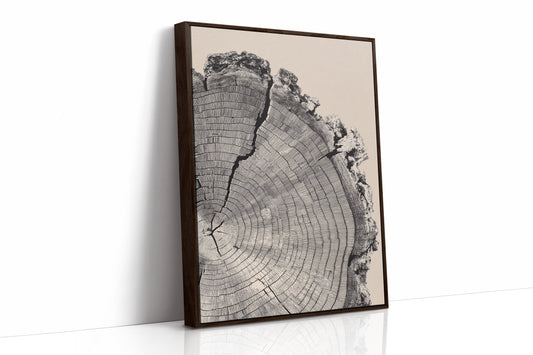 Cross-Section of Time