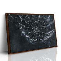 Web in the Shadows