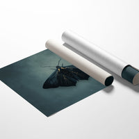 Velvet Wings Among Leather Spines