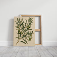 Olive Branch Botanical Study