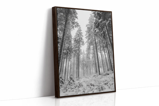 Beneath the Silent Canopy