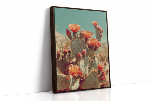 Desert Blooms in Radiant Sunlight