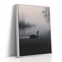 Black Swan on Silent Water