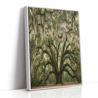 Ancient Oak, Draped in Moss